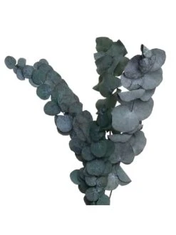 Angebote ❤️ Dekoration Butlers 2x Trockenblumen Eukalyptus Länge 60cm FLOWER MARKET In Grün Günstig Kaufen 🌟 -Butlers Geschaft butlers 2x trockenblumen eukalyptus lange 60cm flower market in grun 2