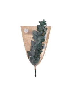 Angebote ❤️ Dekoration Butlers 2x Trockenblumen Eukalyptus Länge 60cm FLOWER MARKET In Grün Günstig Kaufen 🌟 -Butlers Geschaft butlers 2x trockenblumen eukalyptus lange 60cm flower market in grun 3