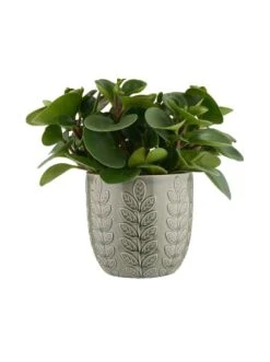 Auslauf ⭐ Dekoration Butlers Blumentopf Ø18cm LEAVES In Grün Günstig Kaufen 🥰 -Butlers Geschaft butlers blumentopf o18cm leaves in grun 1