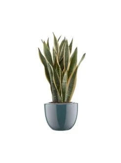 Bester Verkauf 🎉 Dekoration Butlers Blumentopf Ø24,5cm GLAZE In Blau Günstig Kaufen 😀 -Butlers Geschaft butlers blumentopf o24 5cm glaze in blau 1