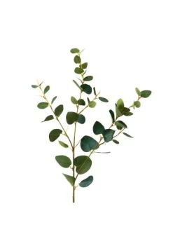 Besorgen 🎁 Dekoration Butlers Eukalyptuszweig Länge 70cm FLORISTA In Grün Günstig Kaufen 🎁 8 Besorgen 🎁 Dekoration Butlers Eukalyptuszweig Länge 70cm FLORISTA In Grün Günstig Kaufen 🎁 -Butlers Geschaft butlers eukalyptuszweig lange 70cm florista in grun 1