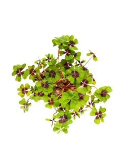 Bester Verkauf 👍 Dekoration Butlers Mini-Topf Glücksklee LUCKY LOOK In Grün Günstig Kaufen ⭐ 11 Bester Verkauf 👍 Dekoration Butlers Mini-Topf Glücksklee LUCKY LOOK In Grün Günstig Kaufen ⭐ -Butlers Geschaft butlers mini topf glucksklee lucky look in grun 4