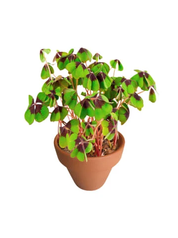 Bester Verkauf 👍 Dekoration Butlers Mini-Topf Glücksklee LUCKY LOOK In Grün Günstig Kaufen ⭐ 3 Bester Verkauf 👍 Dekoration Butlers Mini-Topf Glücksklee LUCKY LOOK In Grün Günstig Kaufen ⭐