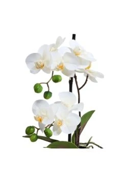 Billig ✨ Dekoration Butlers Orchidee Im Topf 35 Cm FLORISTA In Weiß Günstig Kaufen 😀 -Butlers Geschaft butlers orchidee im topf 35 cm florista in weiss 1