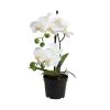 Billig ✨ Dekoration Butlers Orchidee Im Topf 35 Cm FLORISTA In Weiß Günstig Kaufen 😀 1 Billig ✨ Dekoration Butlers Orchidee Im Topf 35 Cm FLORISTA In Weiß Günstig Kaufen 😀 -Butlers Geschaft butlers orchidee im topf 35 cm florista in weiss