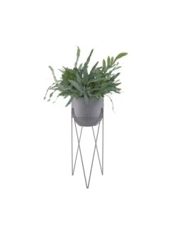 Blitzangebot 🛒 Dekoration Butlers Pflanzentopf Mit Gestell Höhe 56cm PLANTA In Grau Günstig Kaufen 👍 -Butlers Geschaft butlers pflanzentopf mit gestell hohe 56cm planta in grau 1