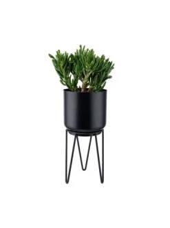 Blitzangebot ❤️ Dekoration Butlers Pflanztopf Mit Gestell Höhe 28cm PLANTA In Schwarz Günstig Kaufen 🎁 9 Blitzangebot ❤️ Dekoration Butlers Pflanztopf Mit Gestell Höhe 28cm PLANTA In Schwarz Günstig Kaufen 🎁 -Butlers Geschaft butlers pflanztopf mit gestell hohe 28cm planta in schwarz 3