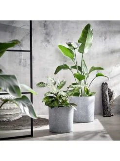 Bestpreis ⌛ Garten & Balkon Butlers Pflanztopf Outdoor Höhe 33cm CONCRETE In Grau Günstig Kaufen 🌟 3 Bestpreis ⌛ Garten & Balkon Butlers Pflanztopf Outdoor Höhe 33cm CONCRETE In Grau Günstig Kaufen 🌟 -Butlers Geschaft butlers pflanztopf outdoor hohe 33cm concrete in grau 1