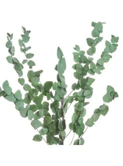 Brandneu 🎉 Dekoration Butlers Trockenblumen Eukalyptus Länge 60cm FLOWER MARKET In Dunkelgrün Günstig Kaufen 🎁 -Butlers Geschaft butlers trockenblumen eukalyptus lange 60cm flower market in dunkelgrun 1