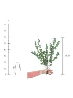 Brandneu 🎉 Dekoration Butlers Trockenblumen Eukalyptus Länge 60cm FLOWER MARKET In Dunkelgrün Günstig Kaufen 🎁 -Butlers Geschaft butlers trockenblumen eukalyptus lange 60cm flower market in dunkelgrun 2