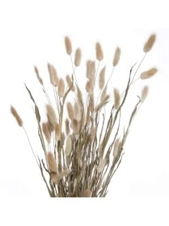 Blitzangebot 😍 Dekoration Butlers Trockenblumen Lagurusgras Länge 70cm FLOWER MARKET In Natur Günstig Kaufen ✨ -Butlers Geschaft butlers trockenblumen lagurusgras lange 70cm flower market in natur 1