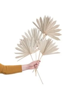 Schlussverkauf 🥰 Dekoration Butlers Trockenblumen Palmblatt 4 Stück FLOWER MARKET In Natur Günstig Kaufen ✨