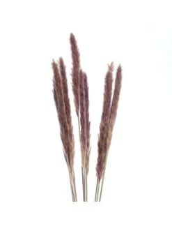 Beste Bewertungen von 🧨 Dekoration Butlers Trockenblumen Pampasgras Länge 70cm FLOWER MARKET In Natur Günstig Kaufen ⭐ -Butlers Geschaft butlers trockenblumen pampasgras lange 70cm flower market in natur 3