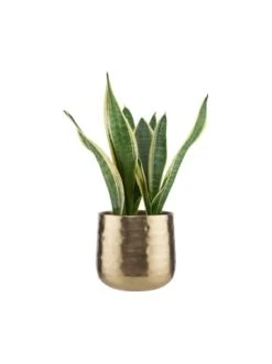 Beste Bewertungen von ✨ Dekoration Butlers Übertopf Ø16cm PLANTA In Gold Günstig Kaufen ❤️ -Butlers Geschaft butlers ubertopf o16cm planta in gold 1